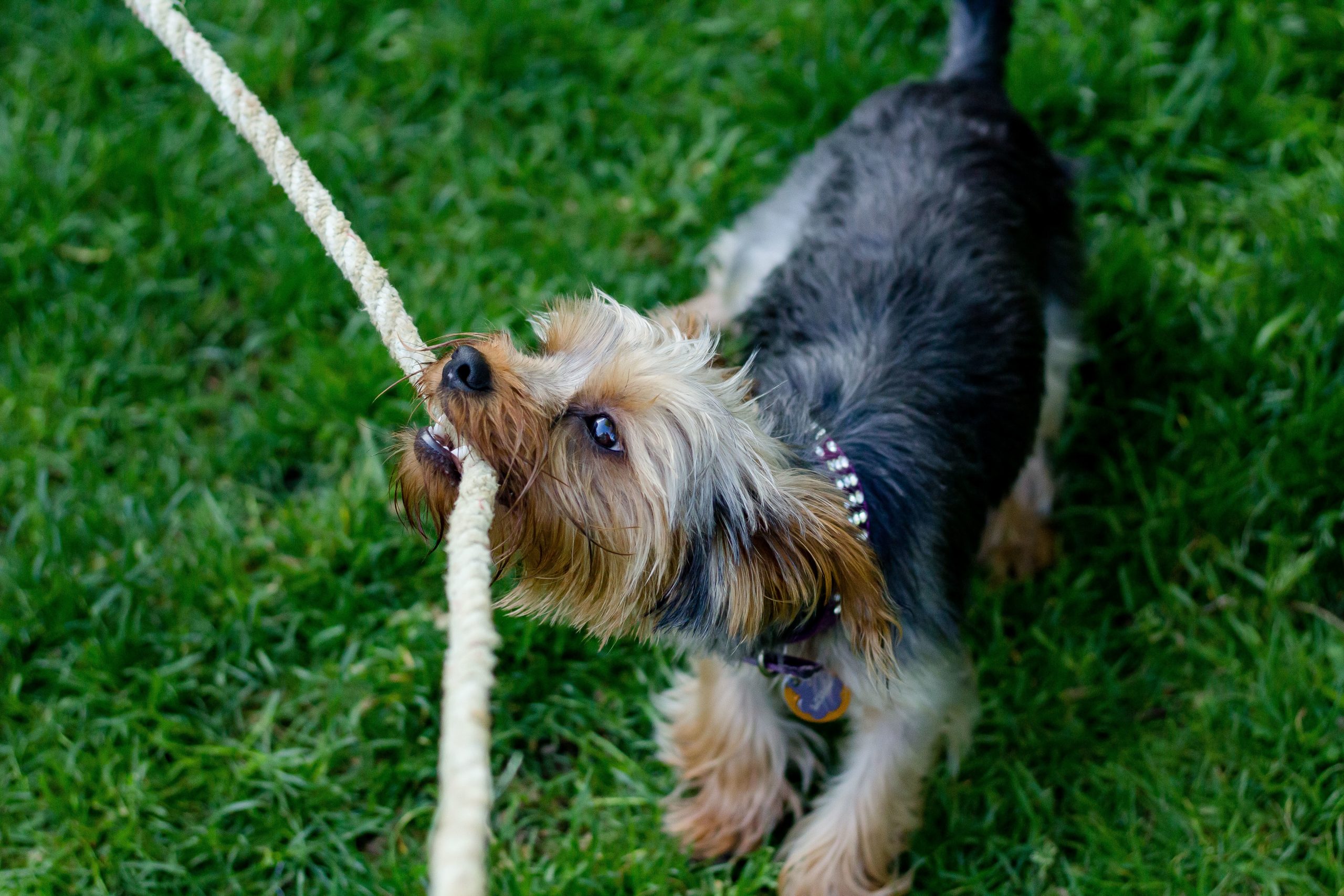 Closeup shot of a cute dog chewing on a rope in a grassy field