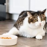 Pourquoi votre chat refuse de manger ses croquettes ?