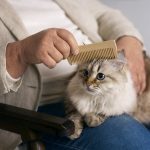À quoi sert le peigne à puce pour chien et chat?