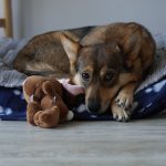 Les avantages d'un bon lit pour votre chien