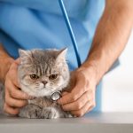 Prévention des problèmes urinaires chez les chats