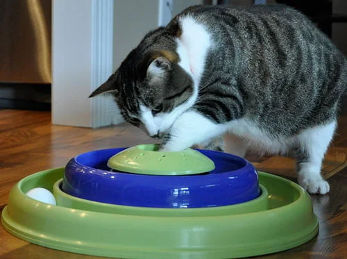 Ensemble jeu Hurricane pour chat