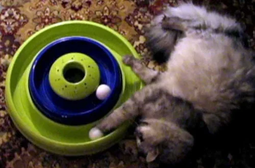Ensemble jeu Hurricane pour chat