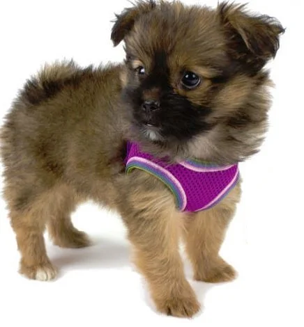 Harnais Comfort Mesh pour petit chien rose, Li'l Pals
