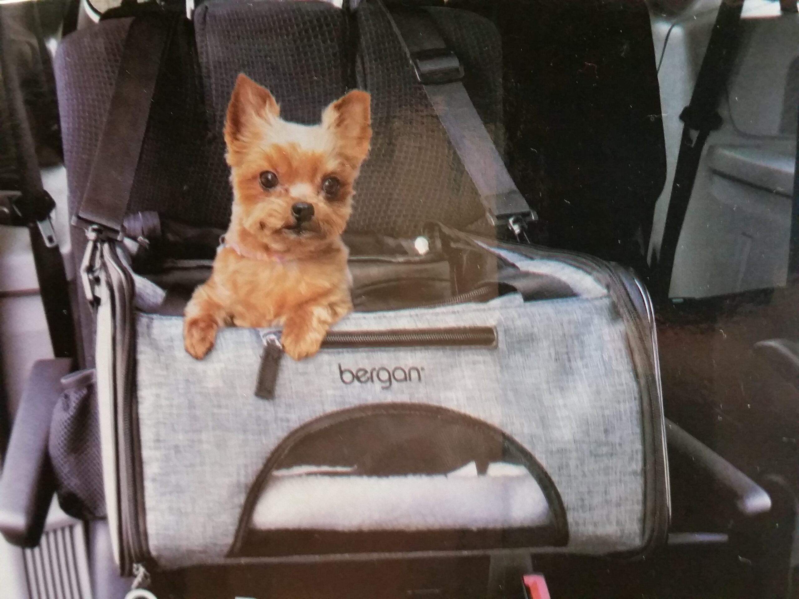 auto, sac de transport pour chat et chien et siège d'auto Bergan