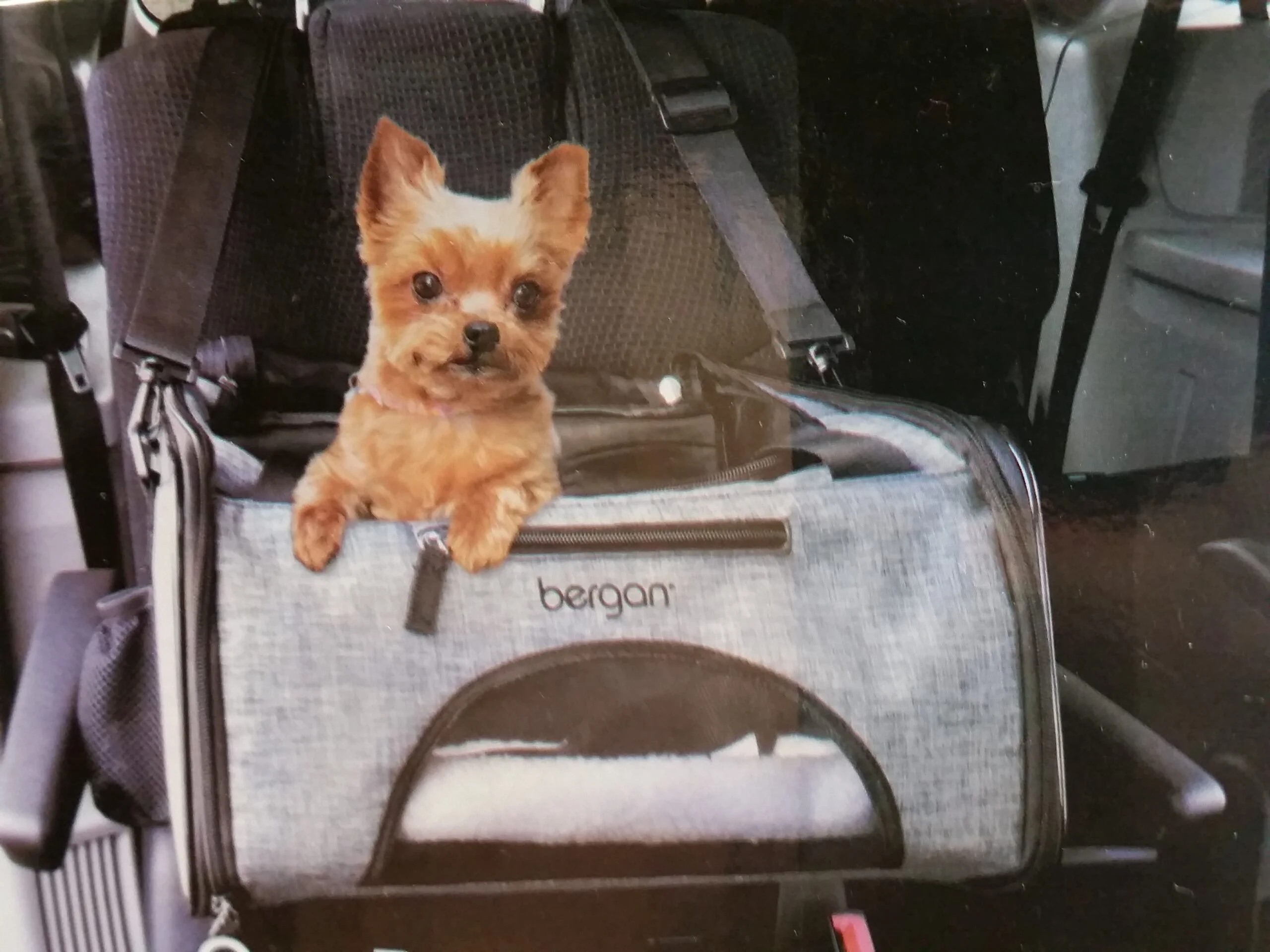 Sac de transport et siège d'auto Bergan pour chien et chat