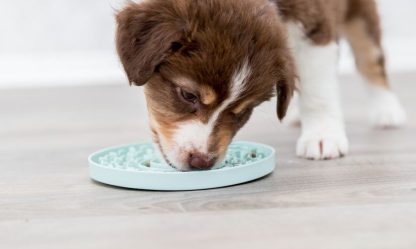 Assiette pour chien à lécher junior, Trixie 15 cm