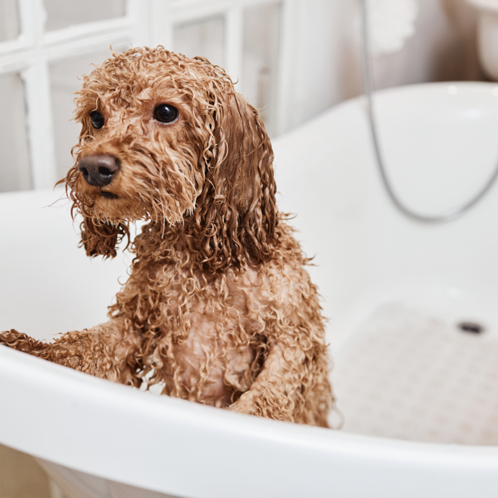 Dog getting out of bath while still wet