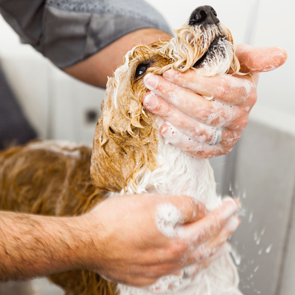 Shampoo and conditionners for dogs