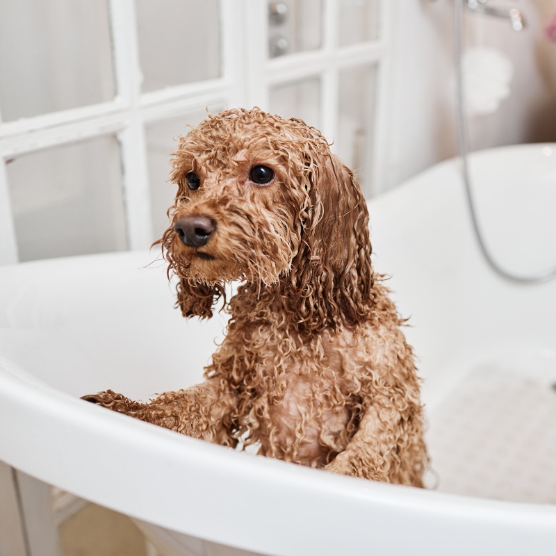 Chien mouillé dans un bain