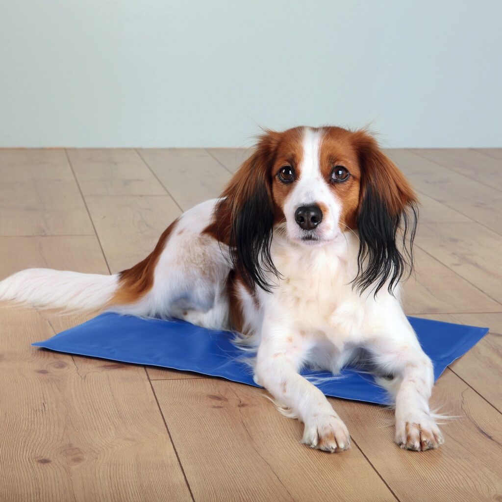 Tapis rafraichissant pour chien